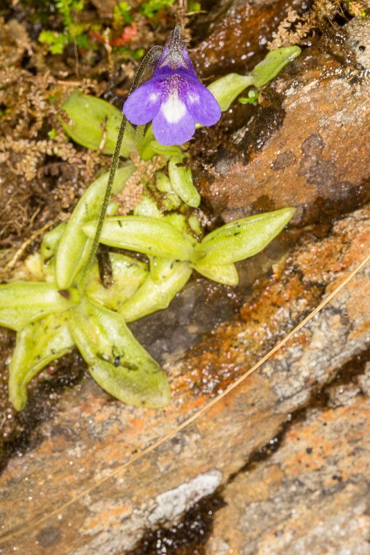 Pinguicula leptoceras — pet friendly houseplant