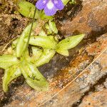 Pinguicula leptoceras