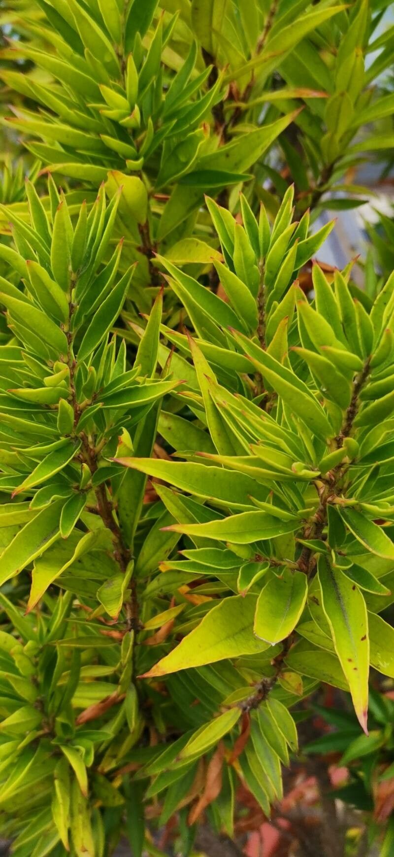 Psidium salutare — search result for 'Psidium'