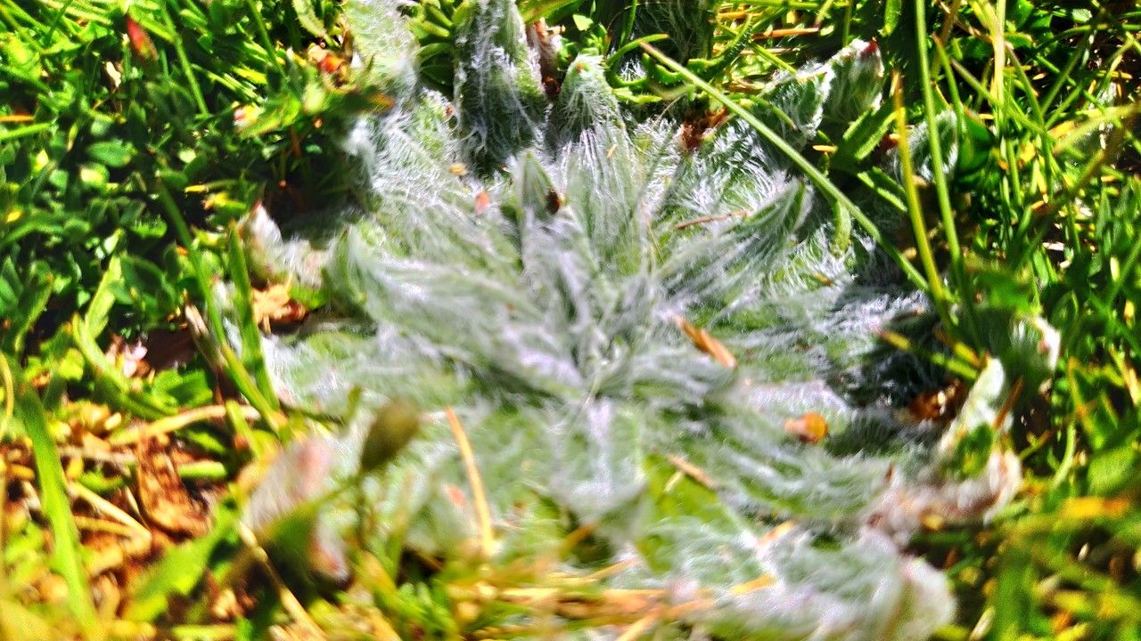 Plantago nivalis flower