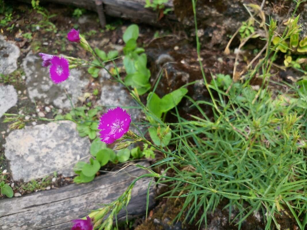 Dianthus cruentus — houseplant care guide