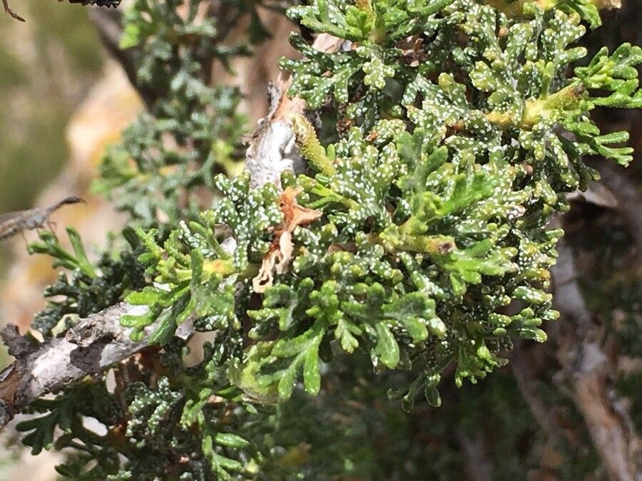 Purshia stansburiana — related species from the same genus