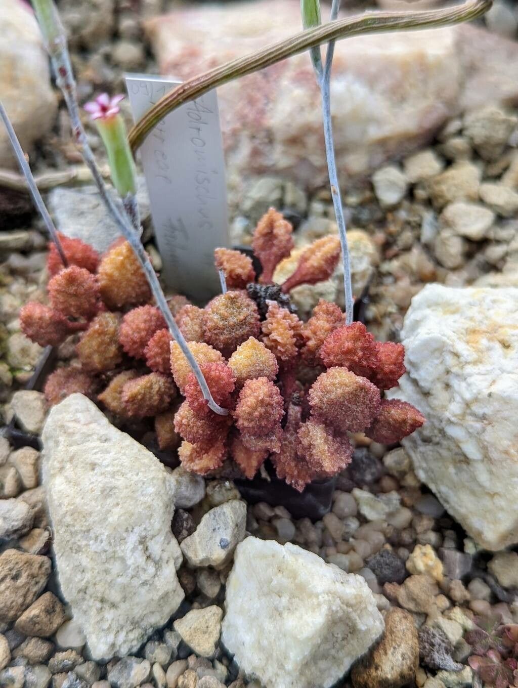 Adromischus marianae leaf