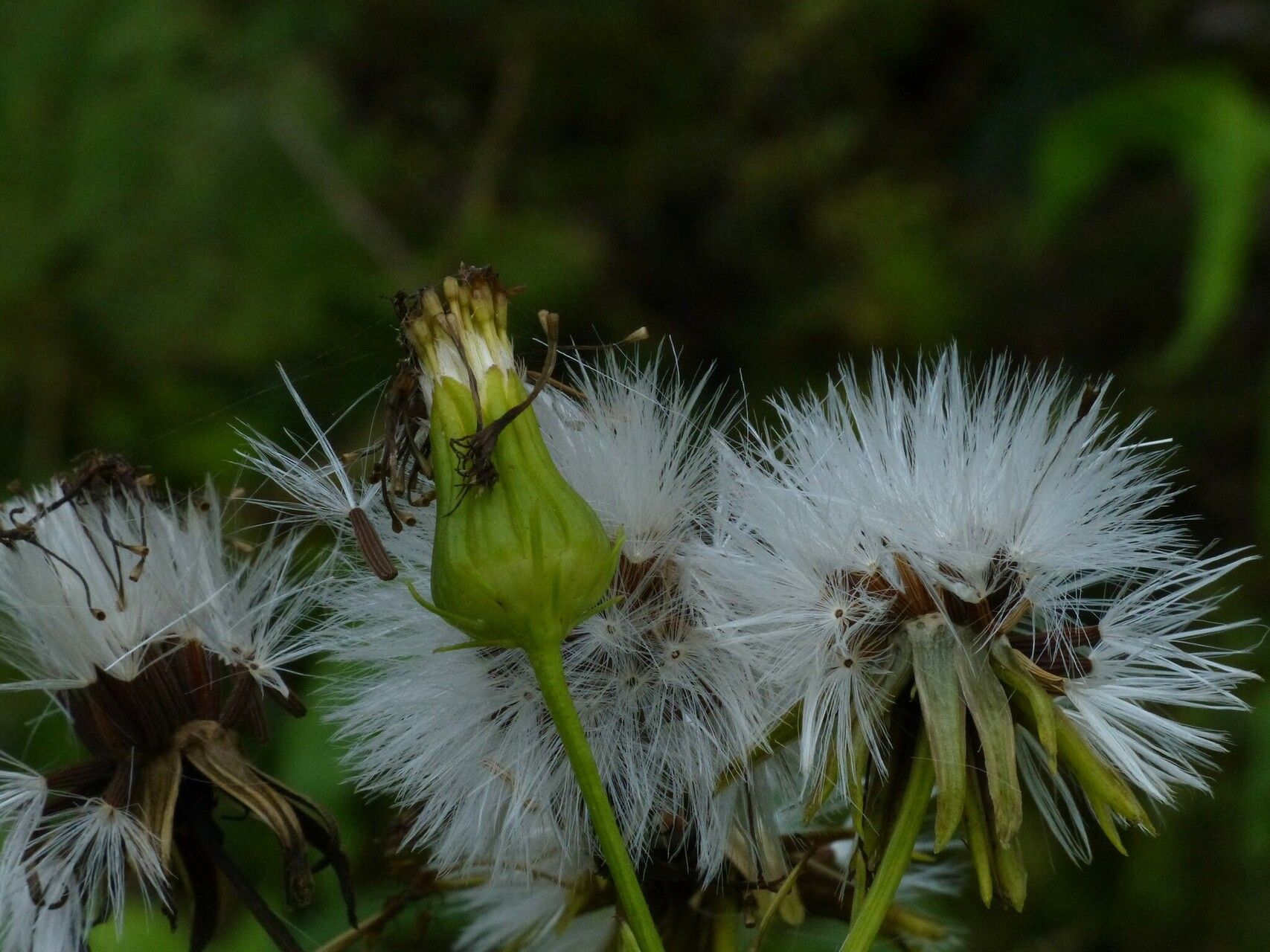 Gynura amplexicaulis fruit