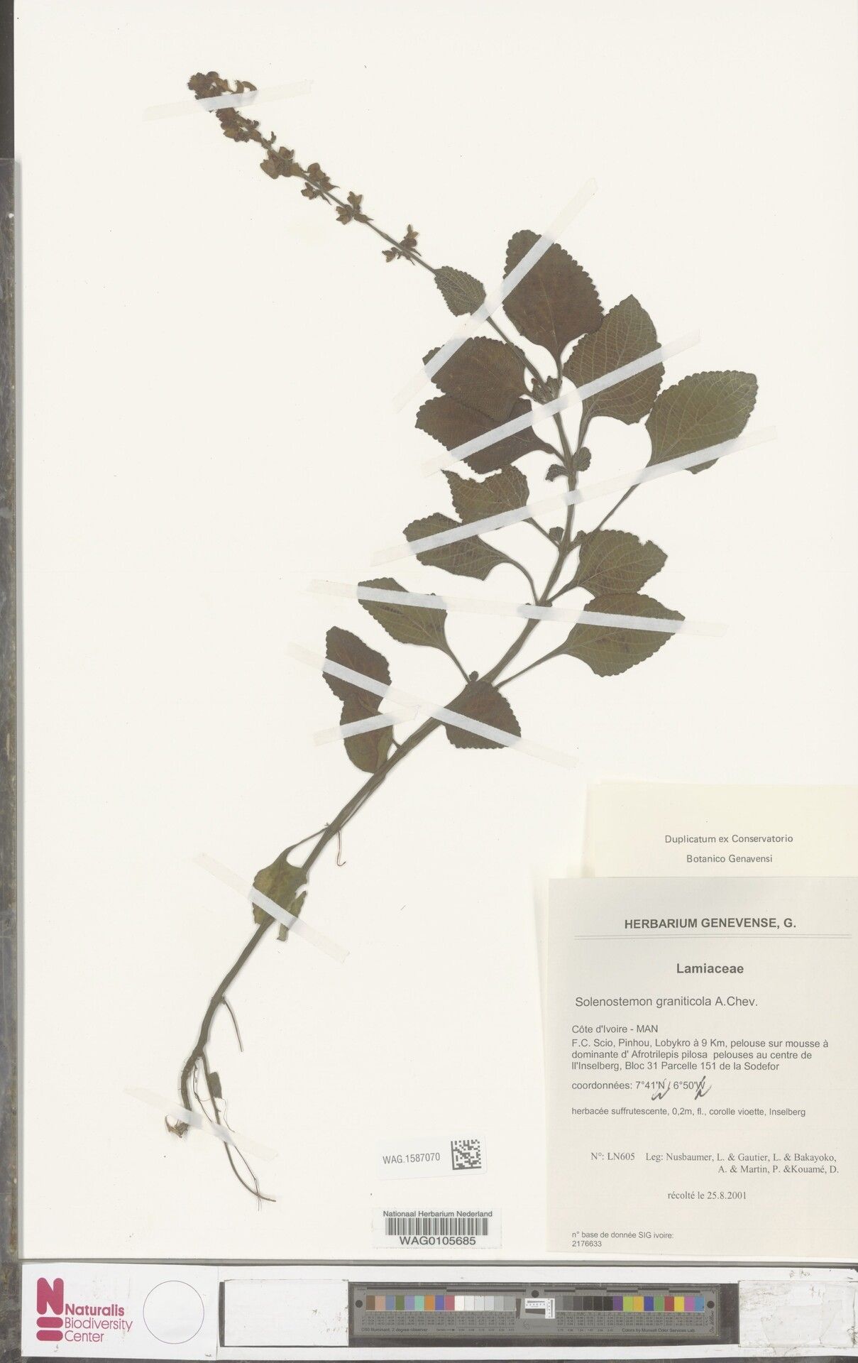 Coleus graniticola — search result for 'Coleus'