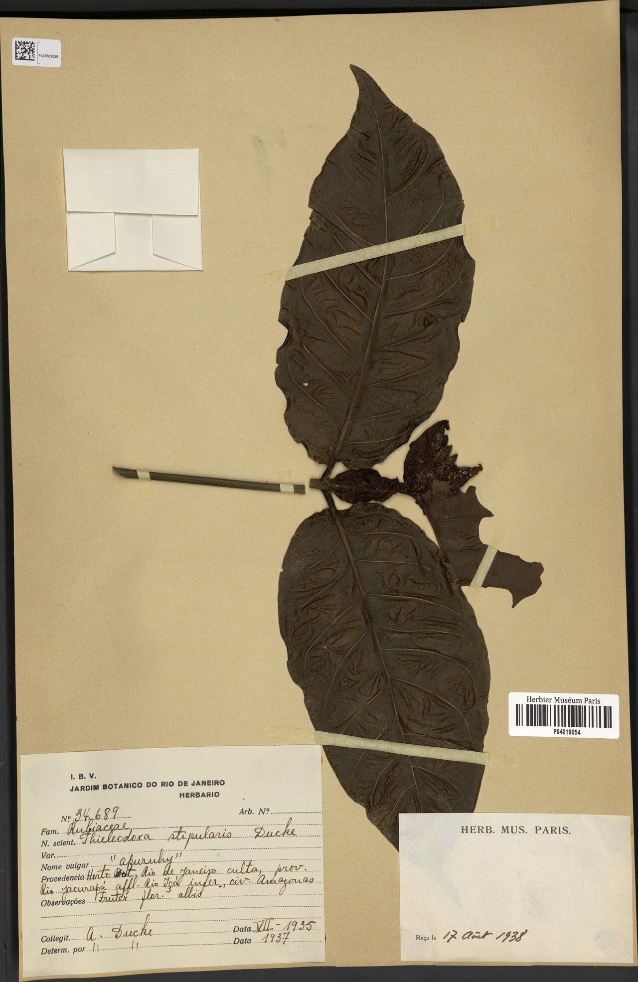 Alibertia verticillata leaf