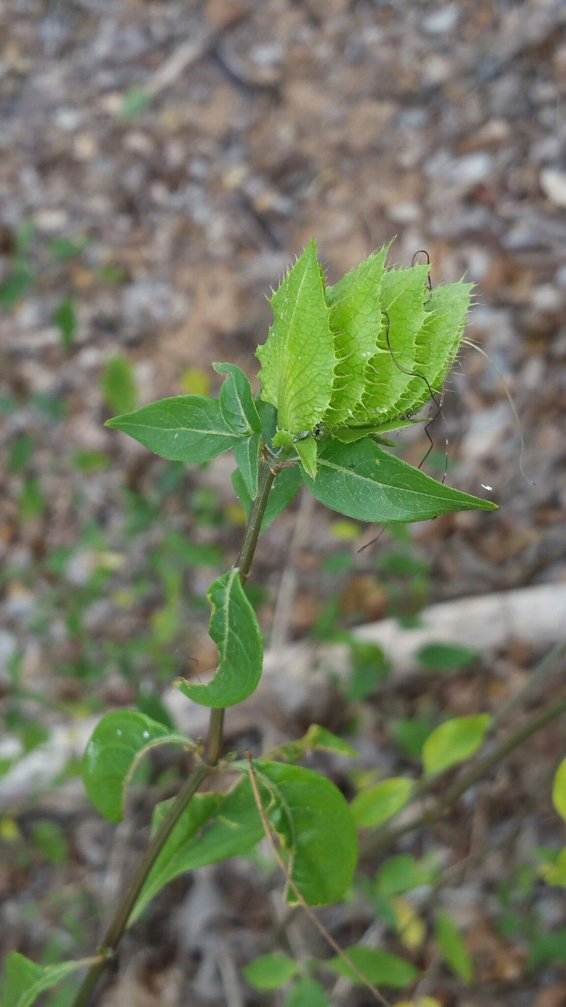 Barleria kitchingii — houseplant care guide