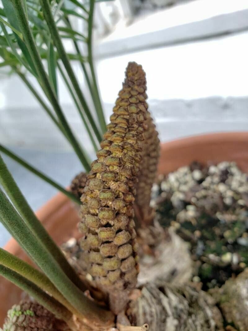 Zamia portoricensis other