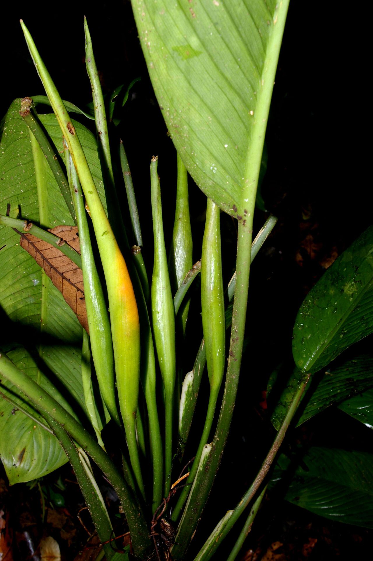 Dieffenbachia burgeri bark