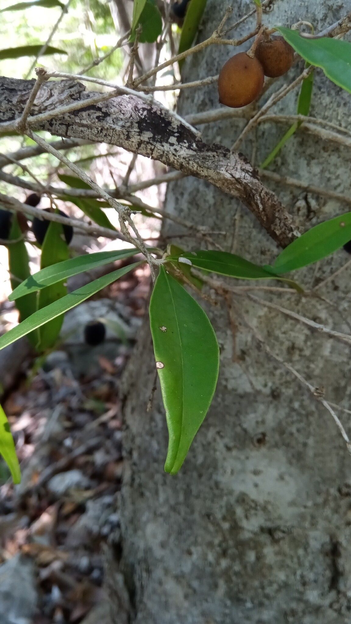 Noronhia myrtoides — houseplant care guide