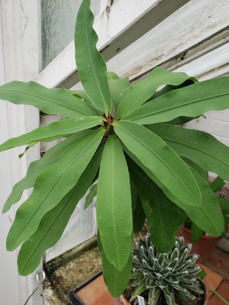 Euphorbia hispida — houseplant care guide