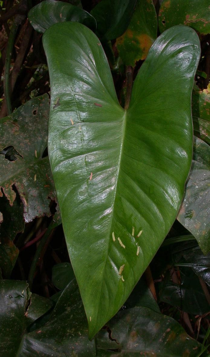 Philodendron brevispathum — houseplant care guide
