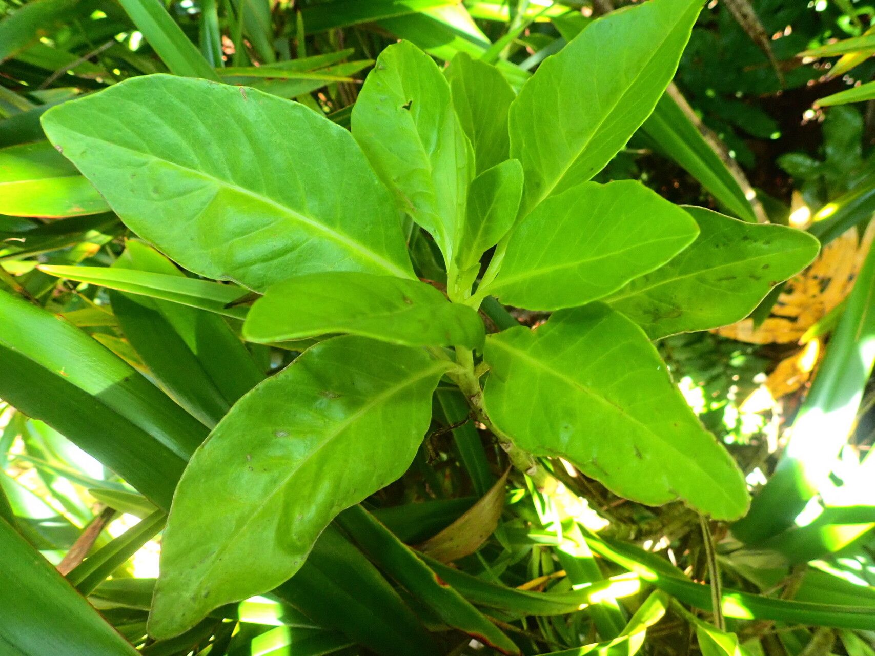 Gynura sechellensis — houseplant care guide