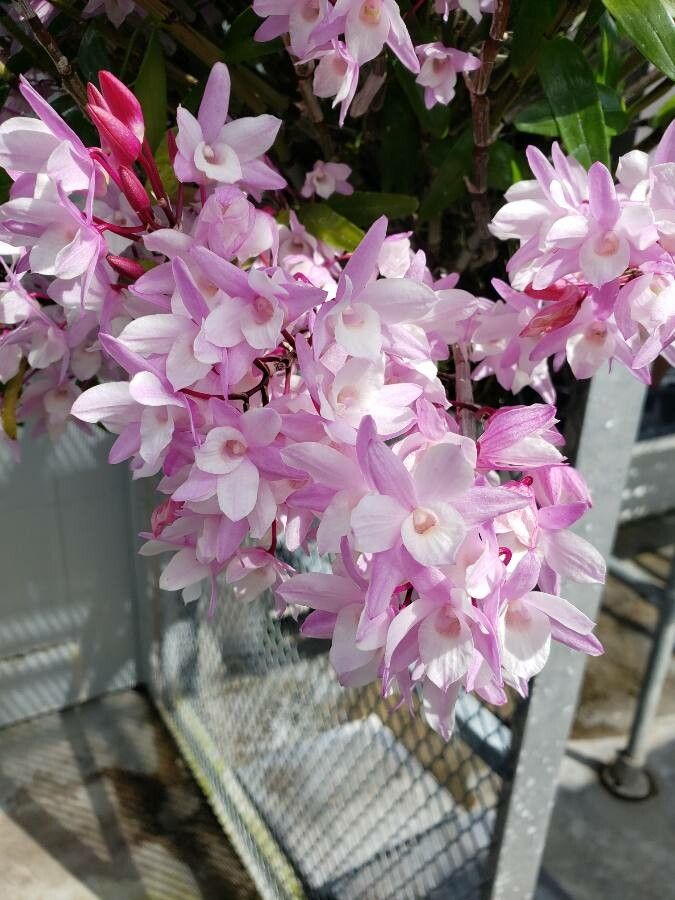 Dendrobium moniliforme flower