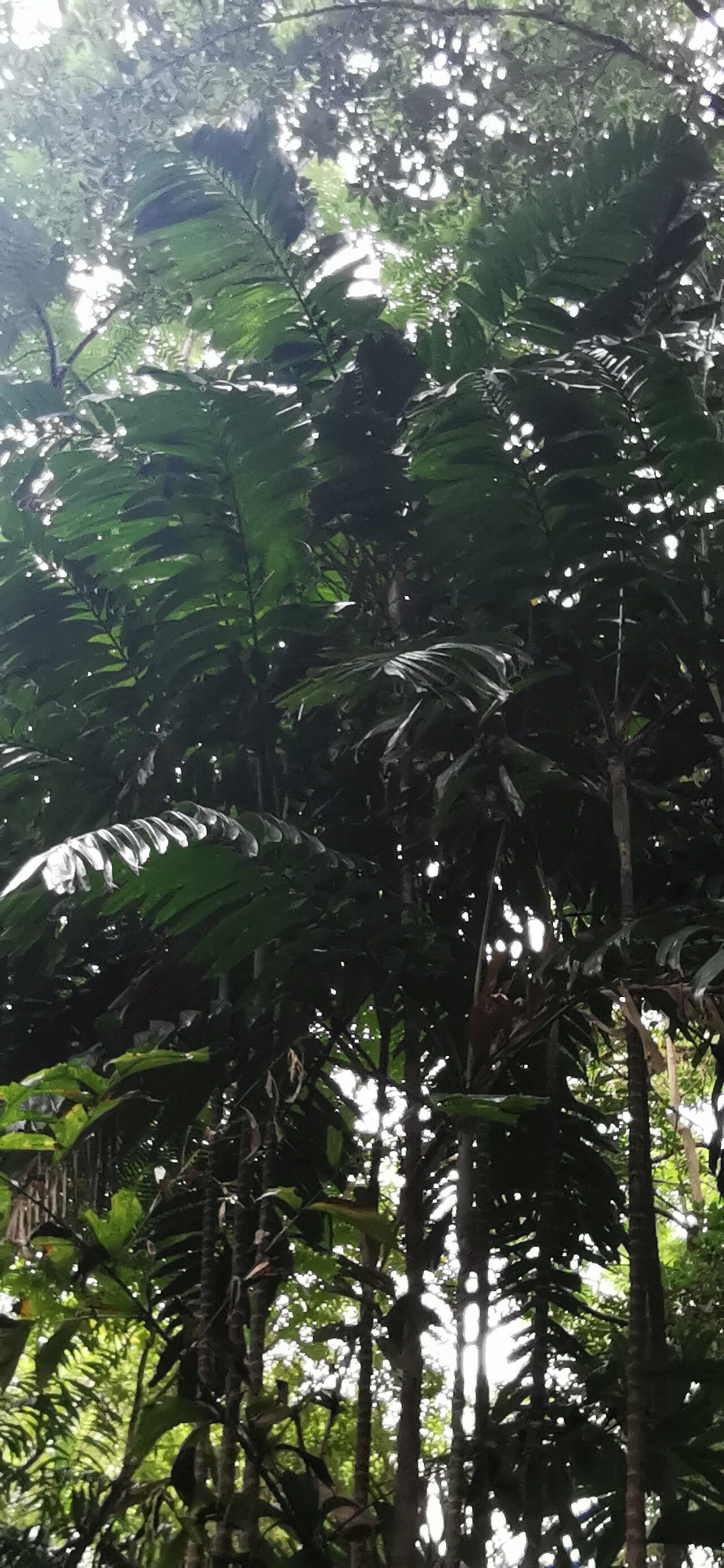 Ptychosperma furcatum habit