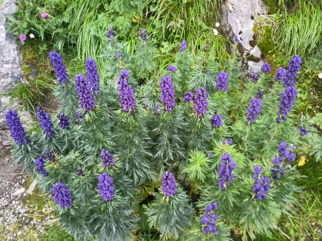 Aconitum tauricum habit