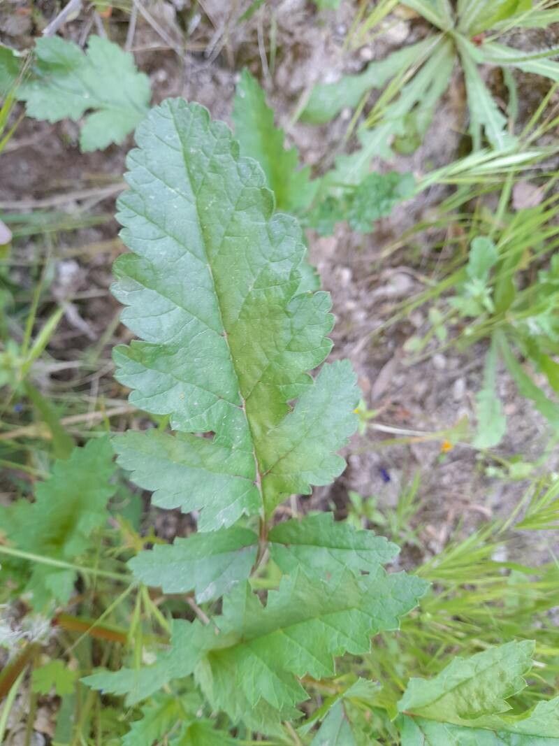 Erodium gruinum leaf