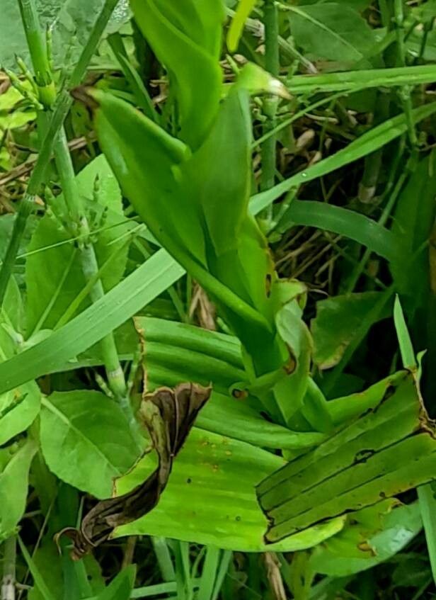 Habenaria gourlieana leaf