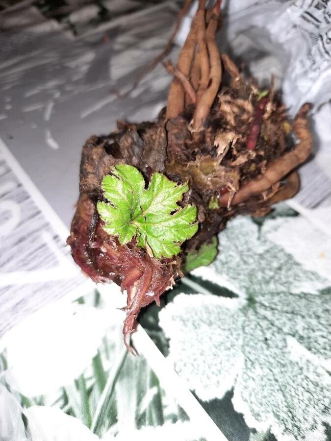 Darmera peltata leaf