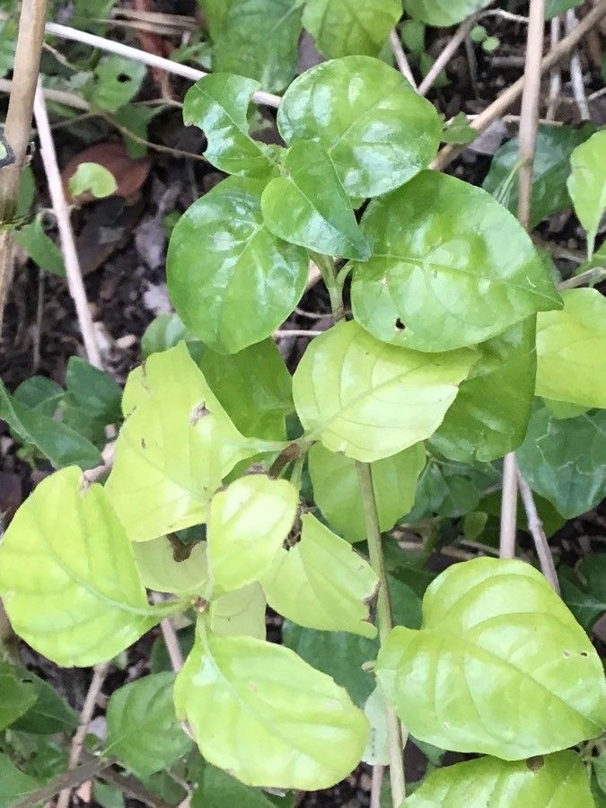 Ruttya fruticosa leaf