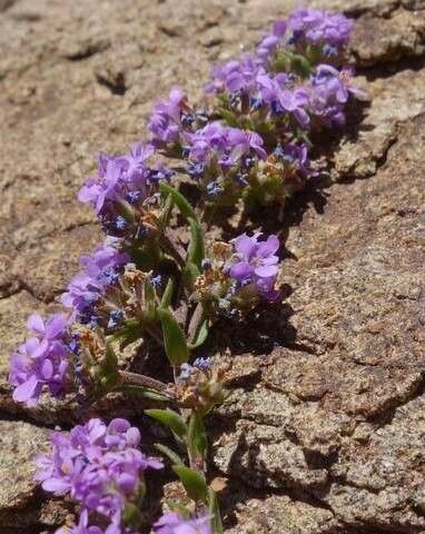 Ammannia senegalensis flower