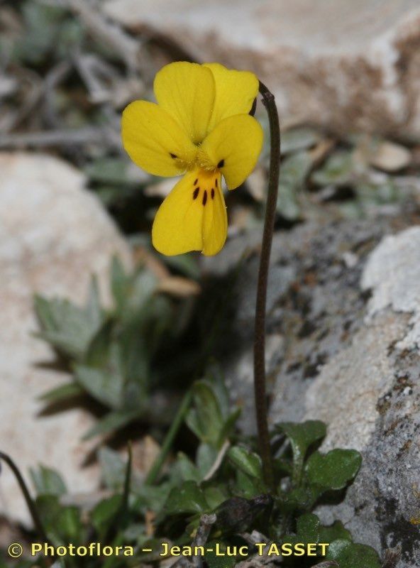 Viola demetria flower