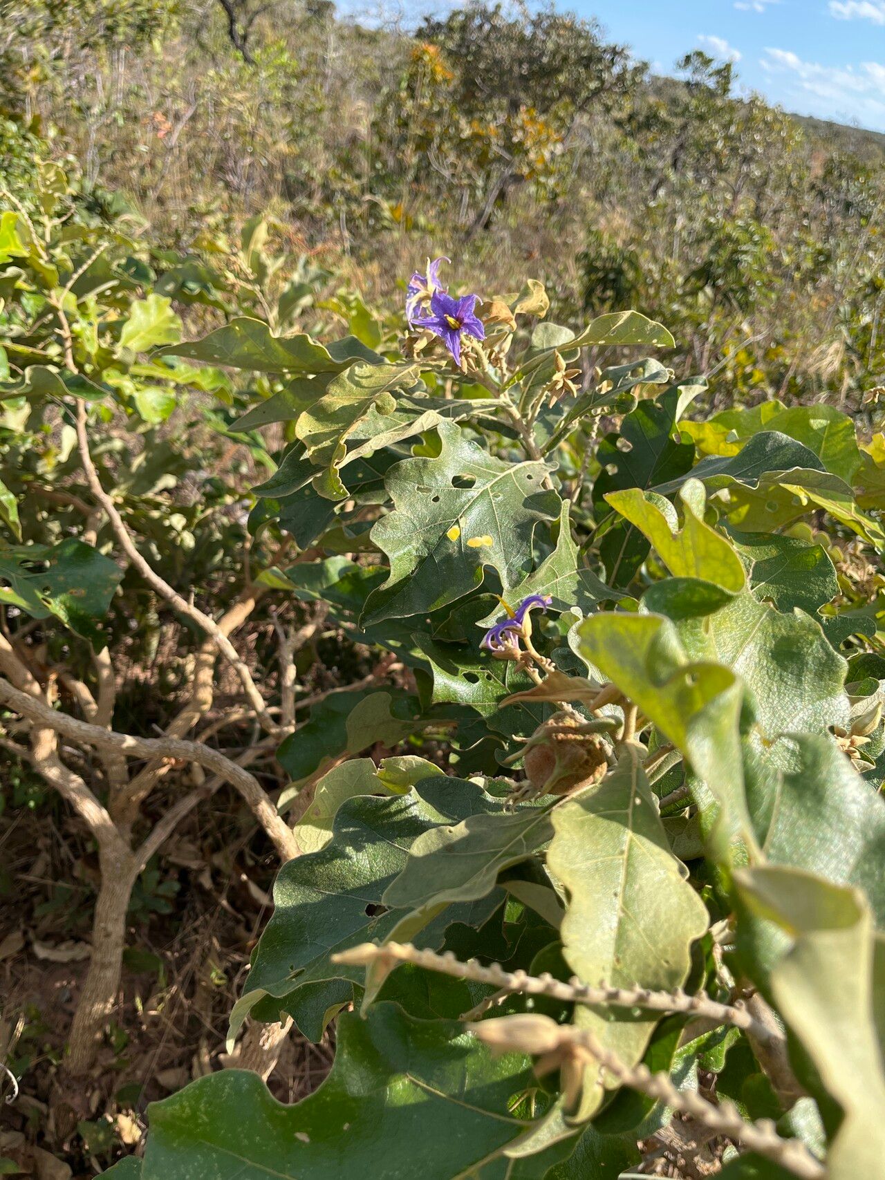 Solanum gomphodes — houseplant care guide