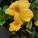 Allamanda cathartica