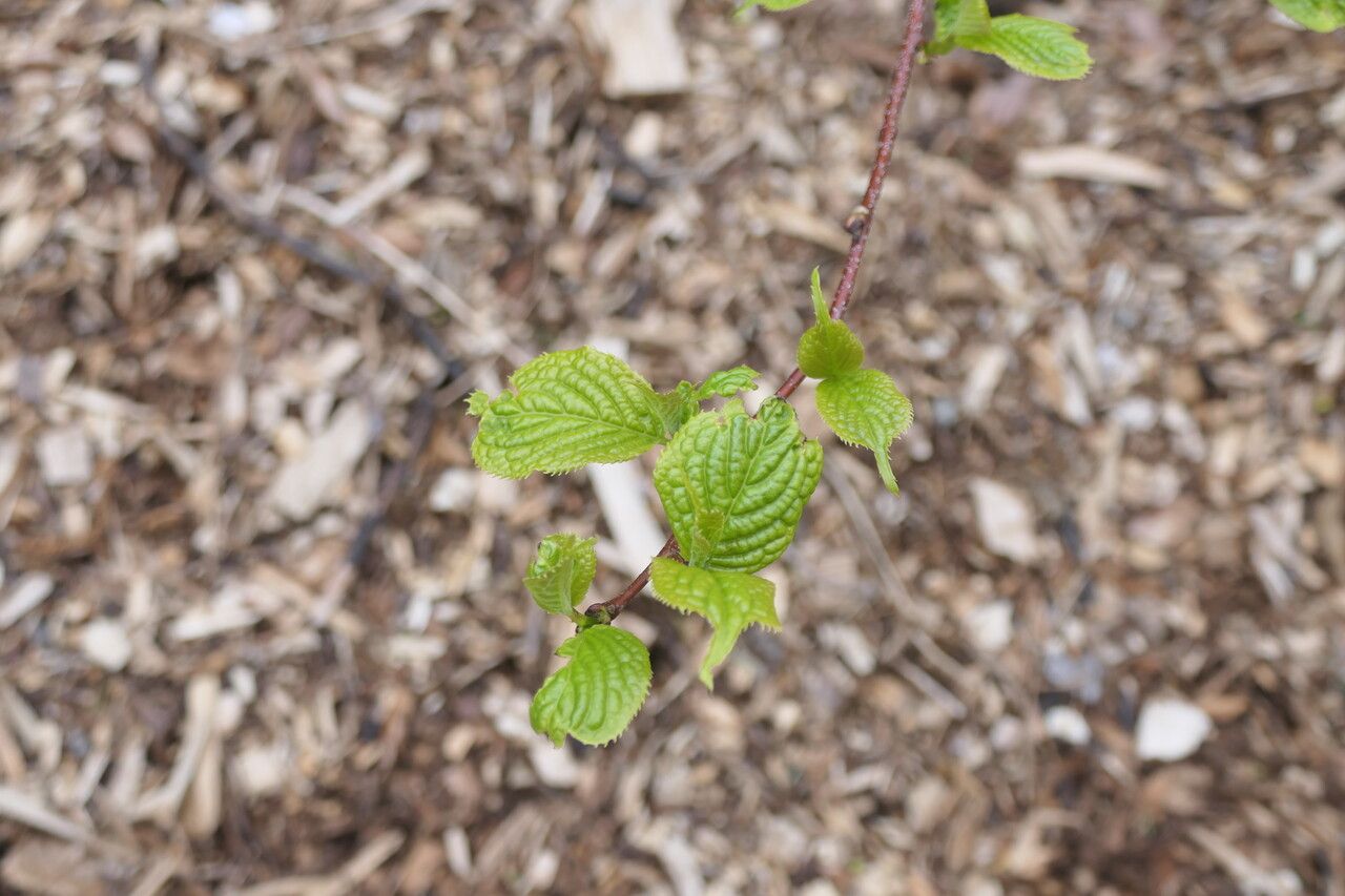 Stachyurus retusus leaf