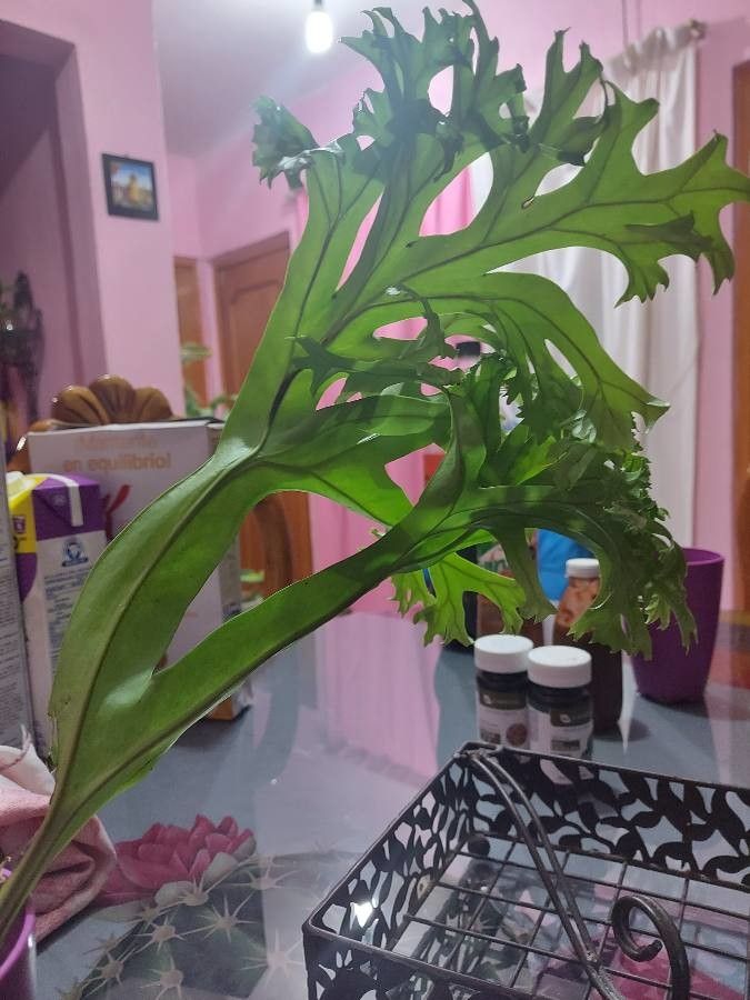 Bolbitis auriculata leaf