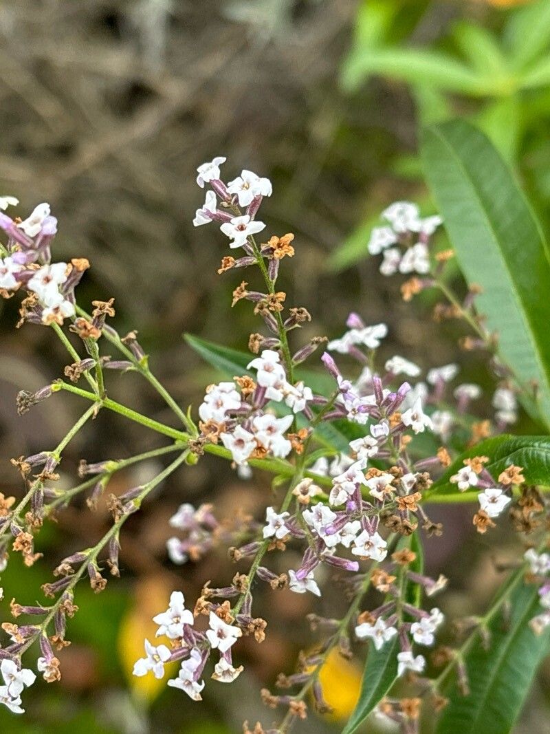 Aloysia trifida — houseplant care guide