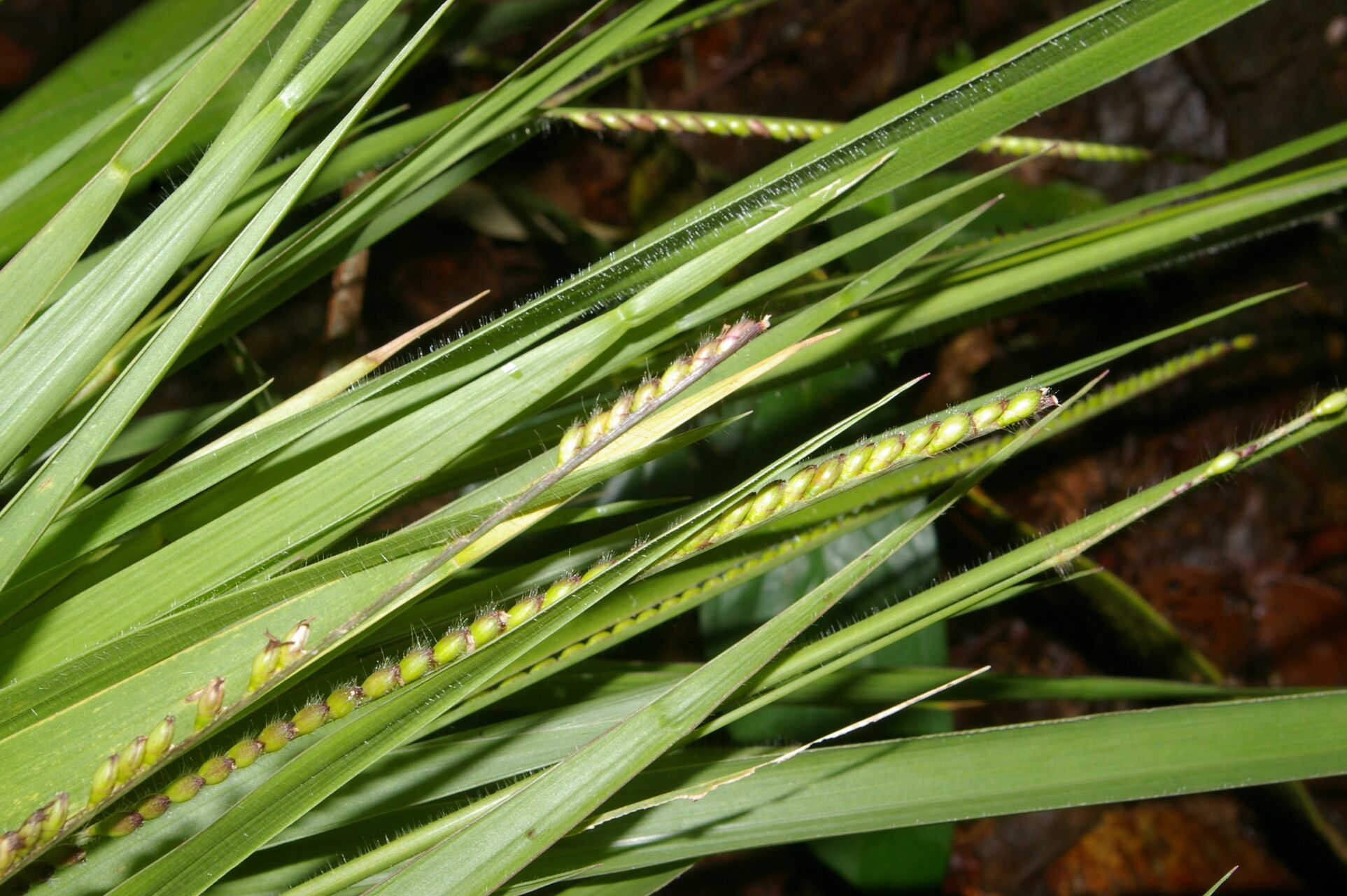 Paspalum foliiforme fruit