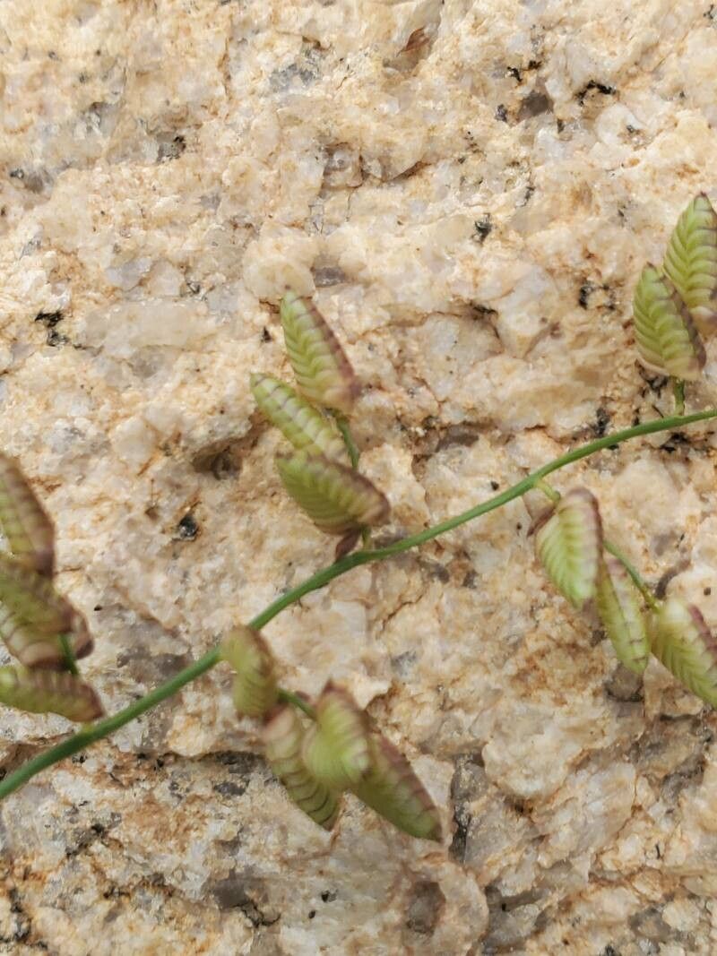 Eragrostis capensis leaf