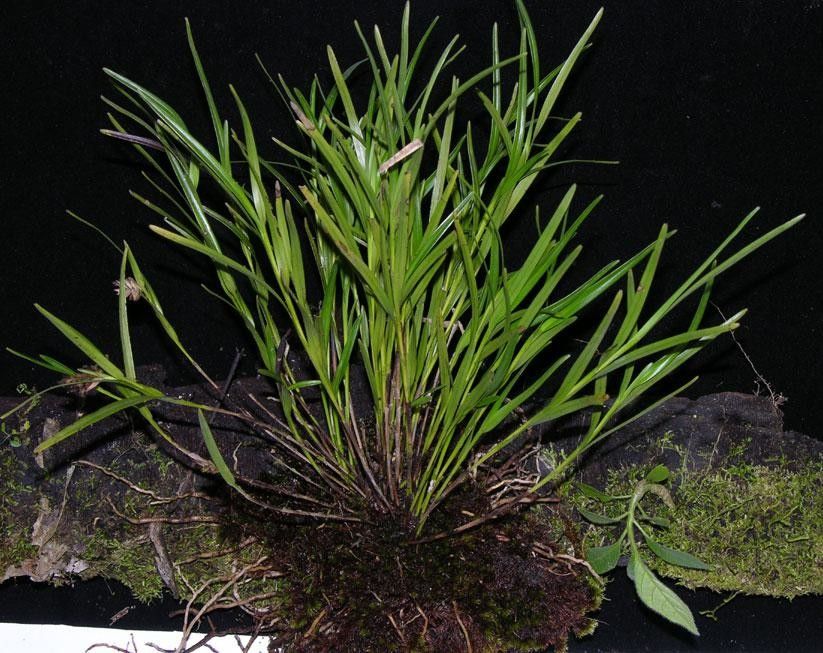 Elleanthus graminifolius other