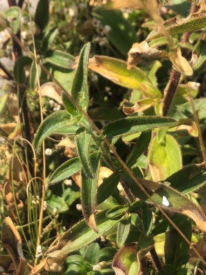 Antirrhinum braun-blanquetii