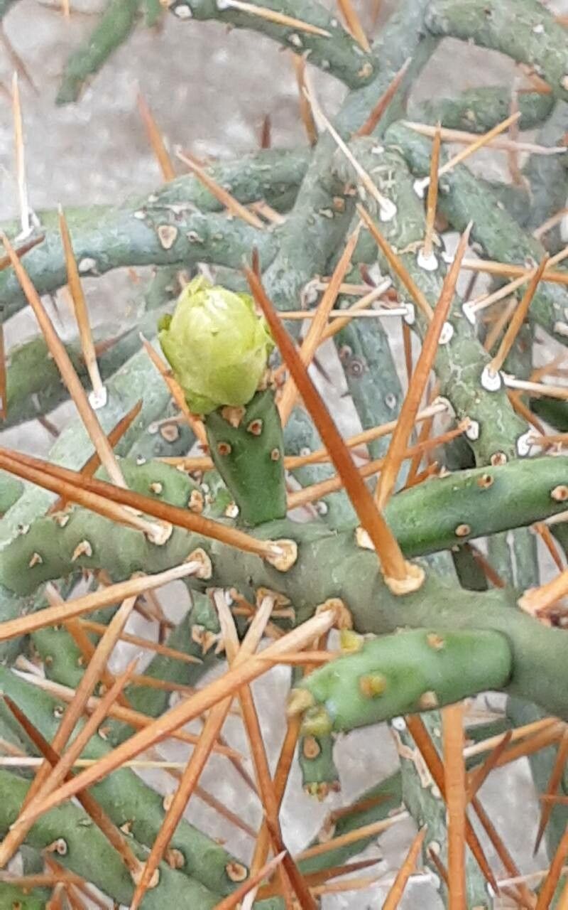 Cylindropuntia leptocaulis flower