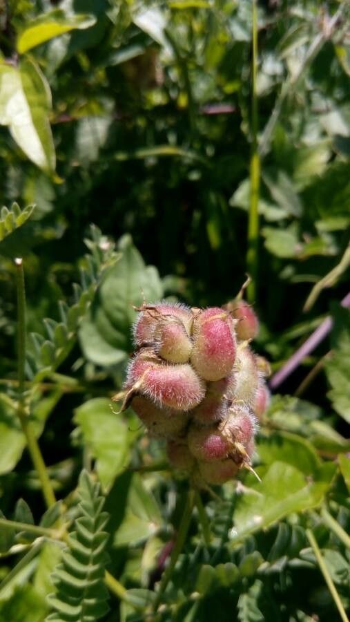 Scutellaria alpina fruit