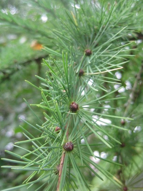 Larix kaempferi flower