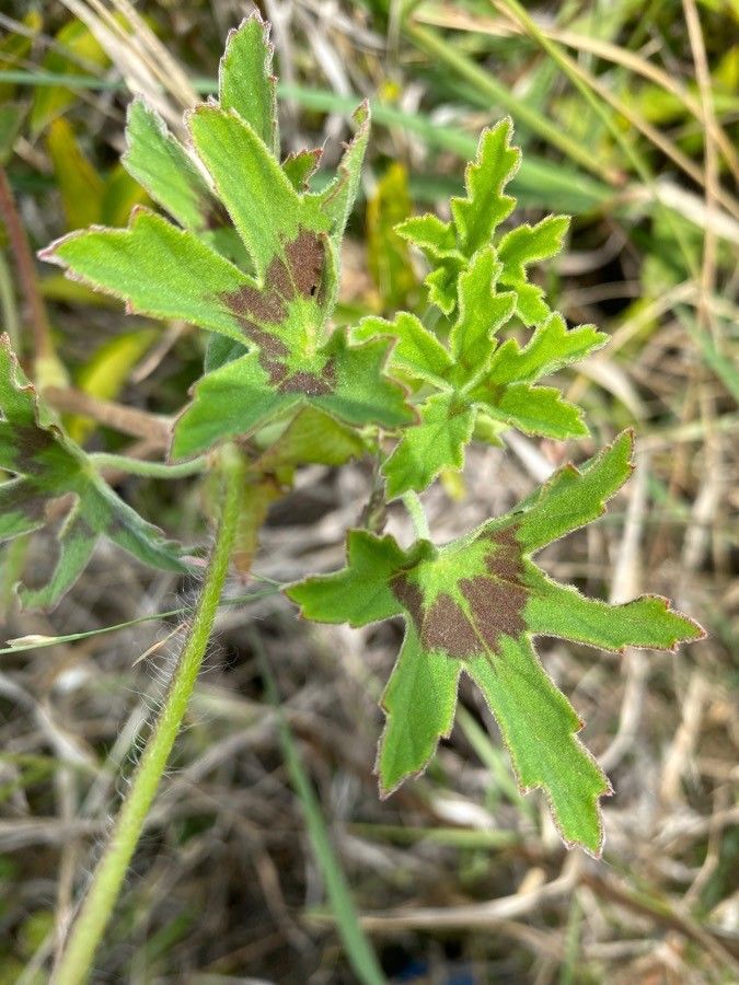 Pelargonium alchemilloides