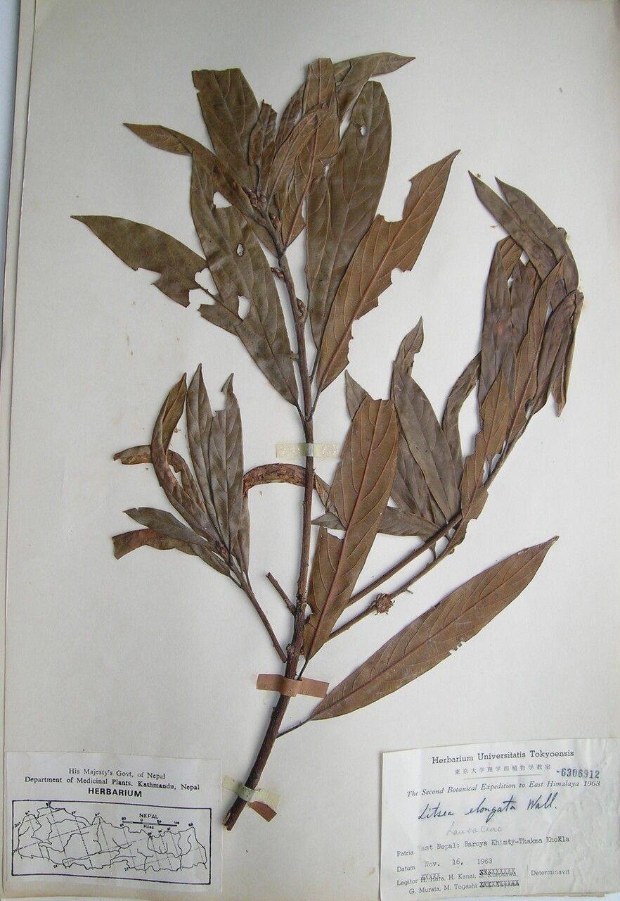 Litsea elongata other
