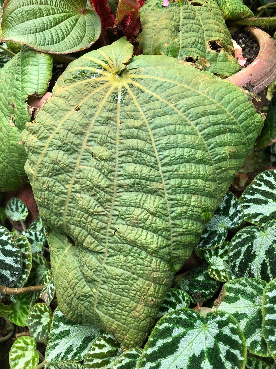 Tigridiopalma magnifica — houseplant care guide