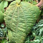 Tigridiopalma magnifica