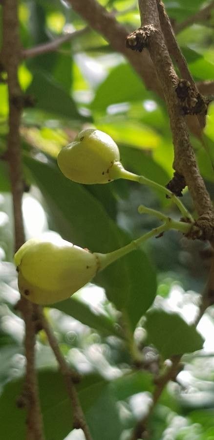 Maytenus canariensis fruit