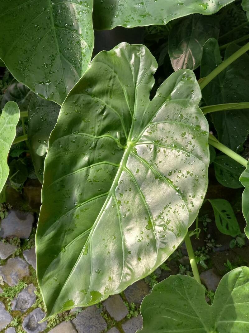 Anthurium nymphaeifolium leaf