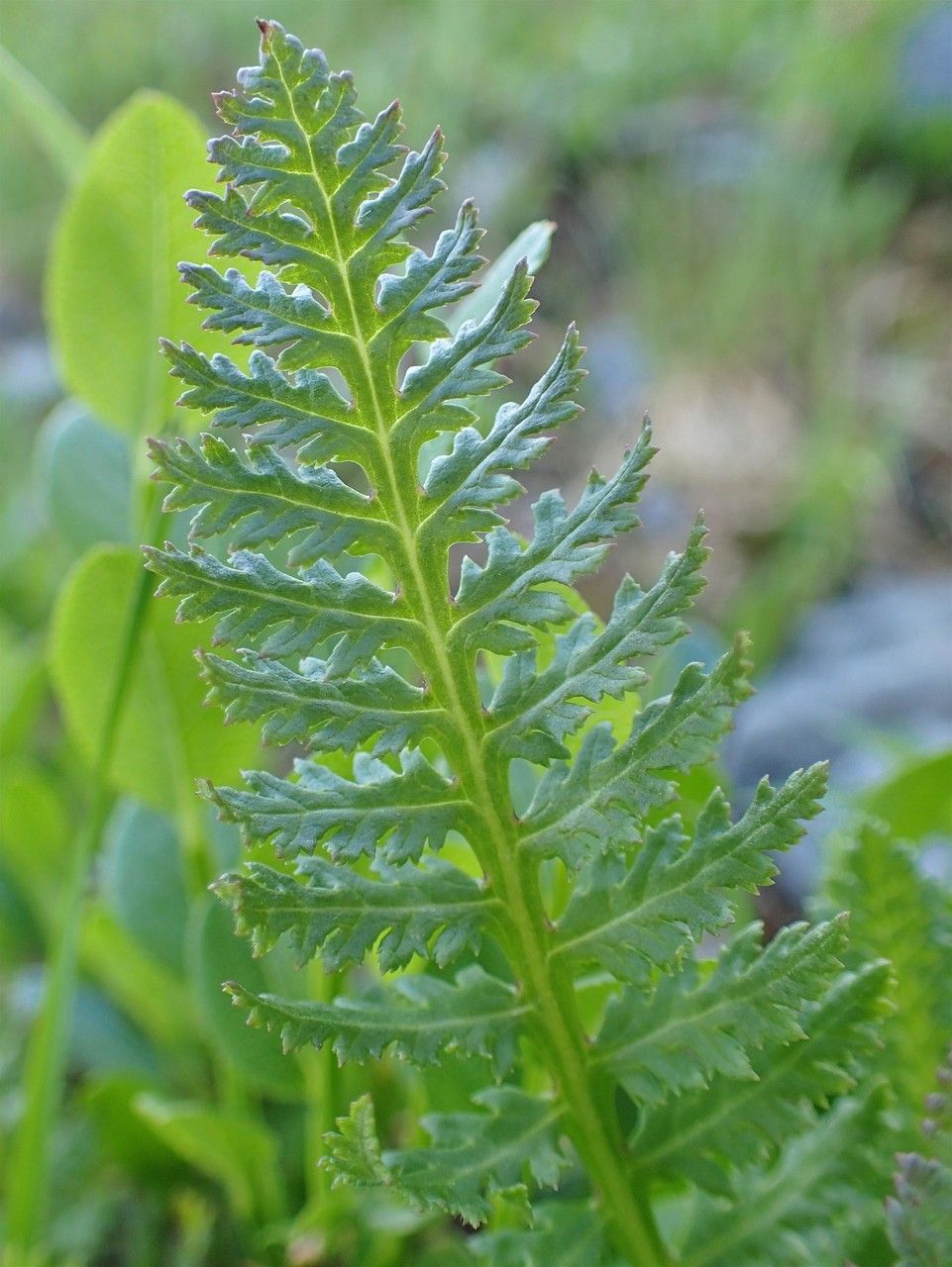 Pedicularis rostratospicata leaf