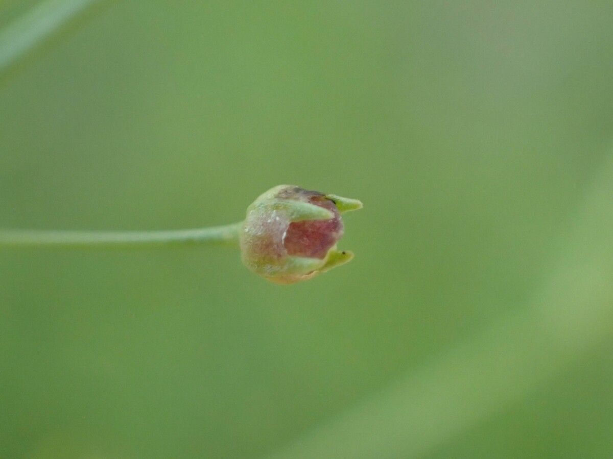 Oldenlandia lancifolia fruit