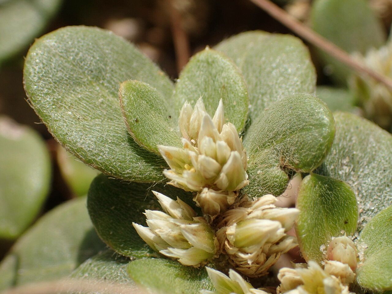 Alternanthera littoralis flower