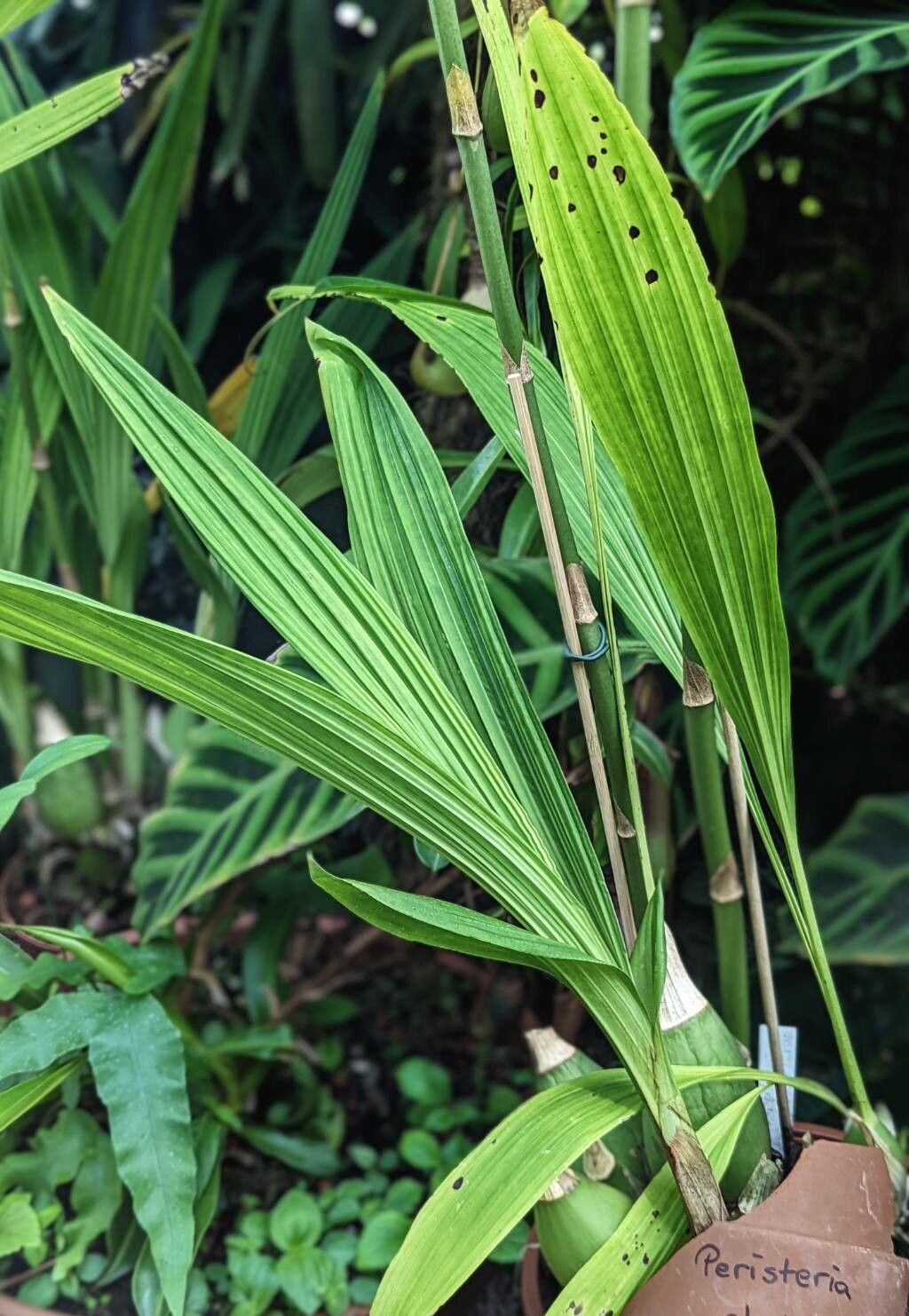 Peristeria elata leaf