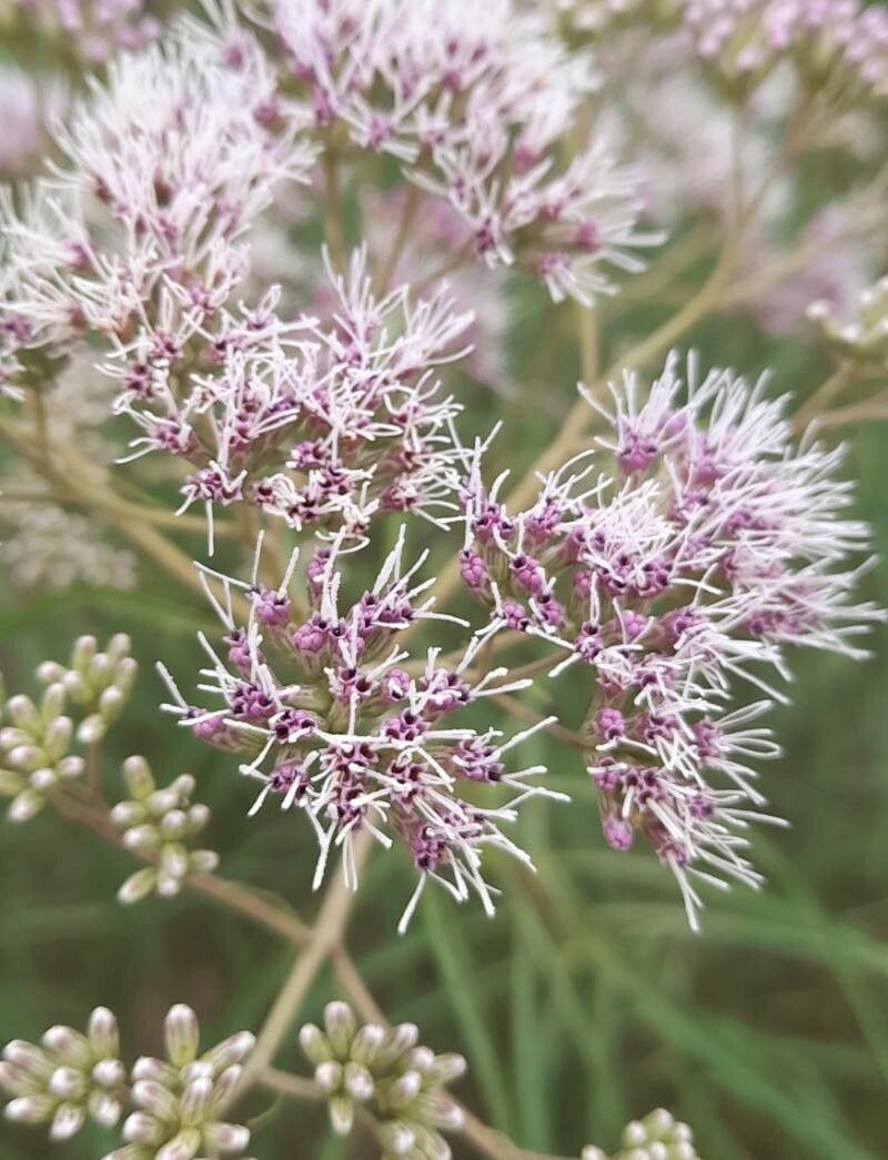 Campovassouria cruciata flower