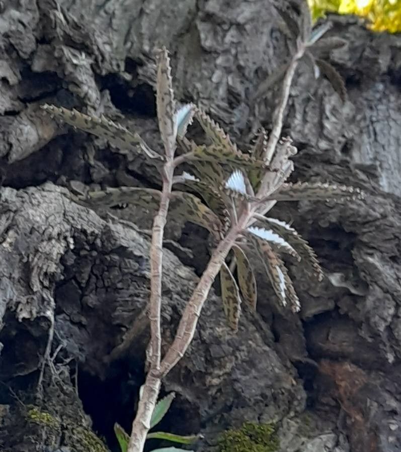Bryophyllum × houghtonii leaf